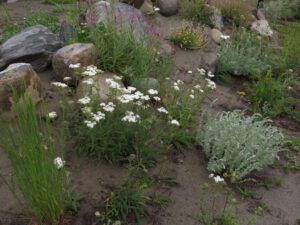 8 yarrow best (June Flowers and the Rain)