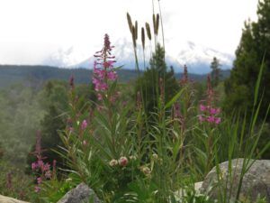 9 fireweed (June Flowers and the Rain)