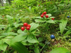 1 forest berries (Bella Coola Petroglyphs Again.)