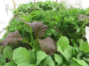 1 kale inside (After the Solstice)