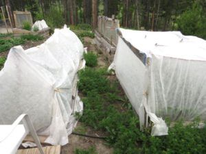 1 kale tents (After the Solstice)