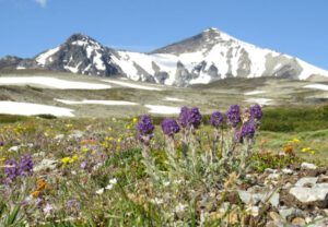 10 silky phacelia (Perkins Peak Part One)