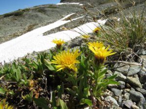 10a lyalls goldenweed (Perkins Peak Part One)