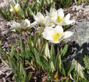 11 8petalled avens (Perkins Peak Part One)