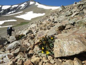 11 dwarf hawksbeard (Perkins Peak Revisited)