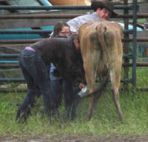 12 milking (79th Stampede, Anahim Lake)