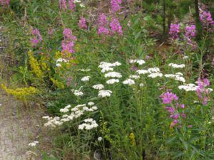 13 fireweed blooming (Sanjey’s Ride)