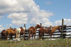 13 lunch time (Tatla Lake Gymkhana)