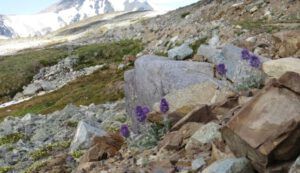 13 silky phacelia 2 (Perkins Peak Part One)