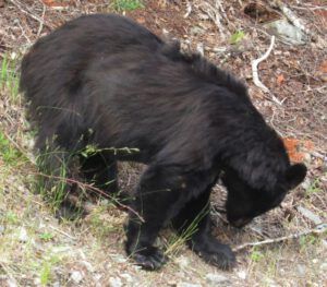 14 black bear (Bella Coola Music Festival)