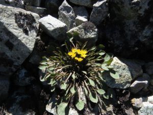 15 crepis nana (Perkins Peak Revisited)