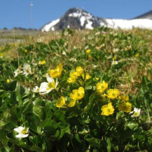 15 mt meadow buttercups and mmm (Perkins Peak Part One)