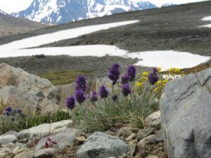 16 phacelia and pot (Perkins Peak Part One)