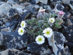 17 arctic daisy best (Perkins Peak Revisited)