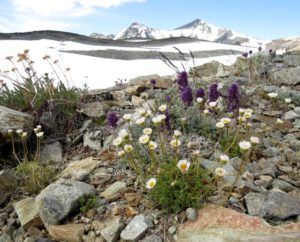 18 cutleaf fleabane (Perkins Peak Part One)