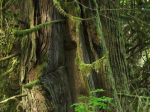 2 big trees (Bella Coola Petroglyphs Again.)