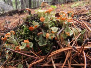 2 lichen (Sanjey’s Ride)