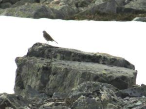 22 horned lark (Perkins Peak Part Two)