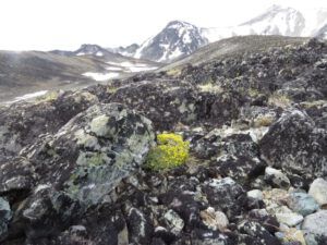 25 paysons draba (Perkins Peak Part Two)
