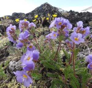 26 more jacobs ladder (Perkins Peak Part Two)