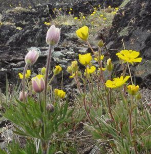 27 cutleaf anemone and pot (Perkins Peak Part Two)
