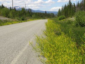 2a lovely day for hike (Tatla Lake Gymkhana)