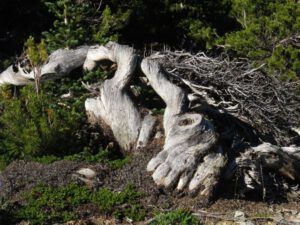 2a whitebark (Perkins Peak Revisited)