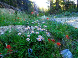 2c roadside flowers (Perkins Peak Revisited)