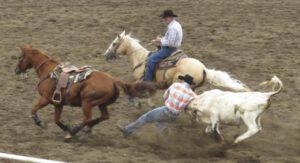 3 Anahim Lake Stampede steer wrestling best (79th Stampede, Anahim Lake)