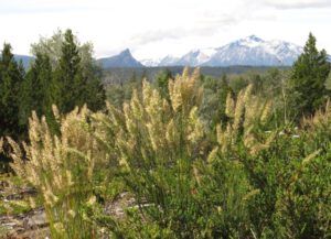 3 grass flowers (After the Solstice)
