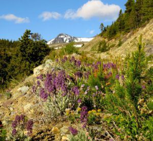 3 roadside flowers (Perkins Peak Part One)