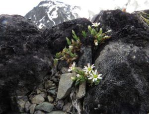 32 Shining chickweed (Perkins Peak Part Two)