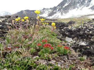 35 roseroot and pot (Perkins Peak Part Two)