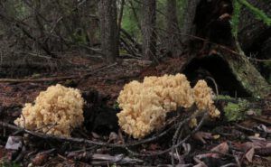 4 cauliflower fungus (Sanjey’s Ride)