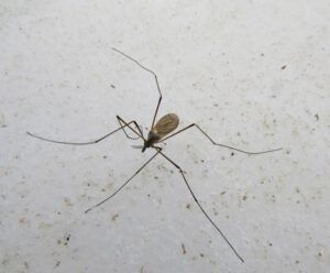 40 insect on snow (Perkins Peak Part Two)