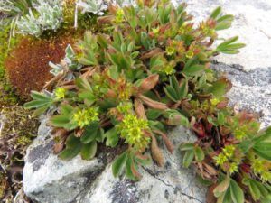 41 sibbaldia (Perkins Peak Part Two)