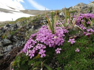 42 mos camion (Perkins Peak Part Two)