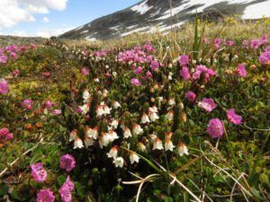 43 heather and bog laurel (Perkins Peak Part Two)