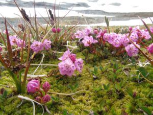 44 bog laurel (Perkins Peak Part Two)