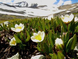 46 8 petal aven (Perkins Peak Part Two)