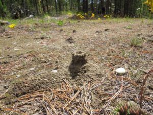 4a and ventilator best (Sanjey’s Ride)