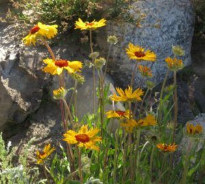 5 browneyed susan (After the Solstice)