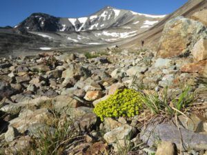 5 parry’s draba best (Perkins Peak Revisited)
