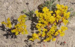 5 stonecrop (Raining Again.)