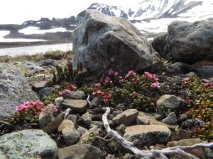 50 creeping azalea (Perkins Peak Part Two)