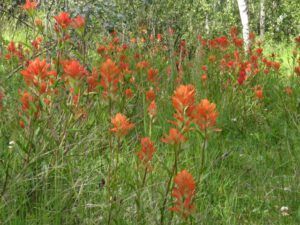 6 paintbrush (Raining Again.)