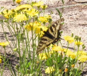 6 swallowtail (After the Solstice)