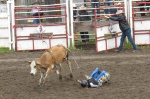 7 wild cow riding – girl (79th Stampede, Anahim Lake)