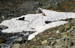 8 dogs snowbank (Perkins Peak Part One)