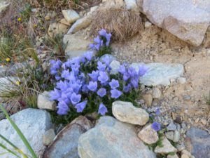 8 harebell 2 (Perkins Peak Revisited)